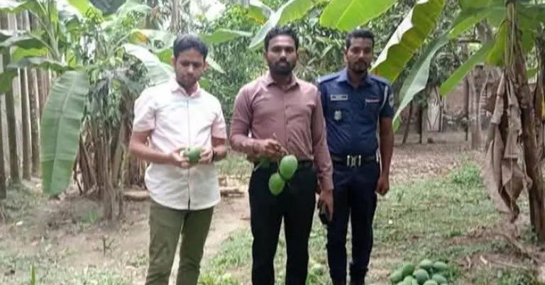 জব্দকৃত আম
